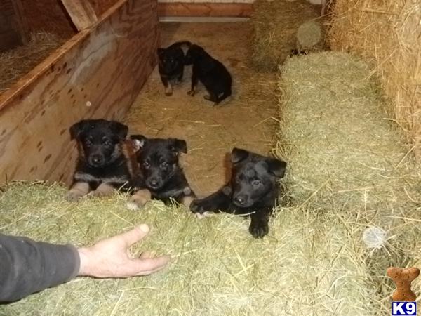 German Shepherd puppy for sale