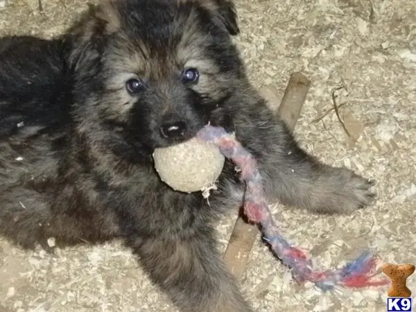 German Shepherd puppy for sale