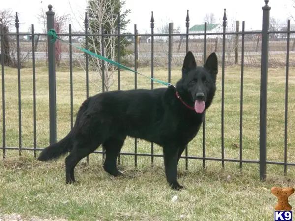 German Shepherd puppy for sale