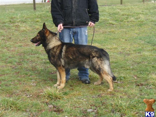 German Shepherd stud dog