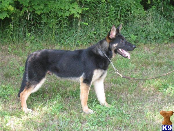 German Shepherd dog