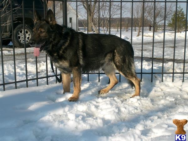 German Shepherd dog