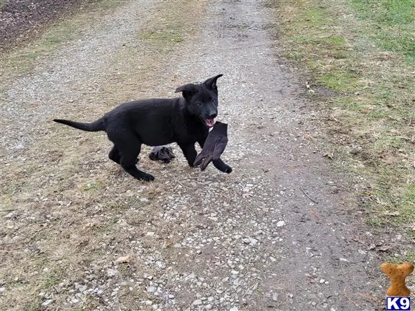 German Shepherd puppy for sale