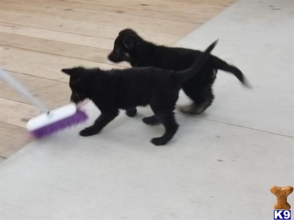 German Shepherd puppy for sale