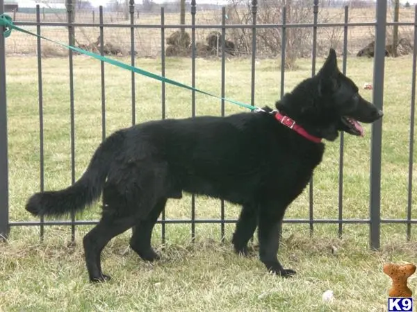 German Shepherd stud dog