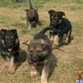 solid black male  and a black sable male available German Shepherd puppy located in HILLIARD
