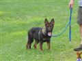 Sable male  available German Shepherd puppy located in HILLIARD