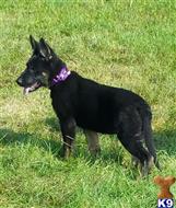 One bicolor female -  available German Shepherd puppy located in HILLIARD