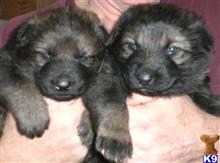 Abby z Westwood Puppies available German Shepherd puppy located in HILLIARD