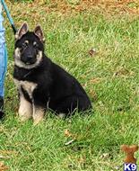Bicolor male and Black male available German Shepherd puppy located in HILLIARD