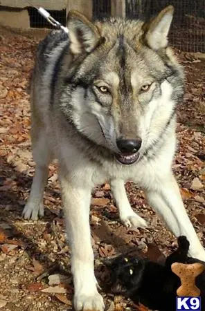 Wolf Dog stud dog