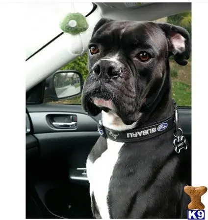 Boxer stud dog