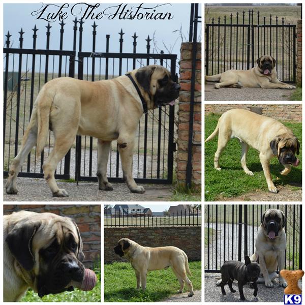 Mastiff