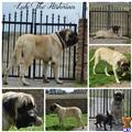 Mastiff