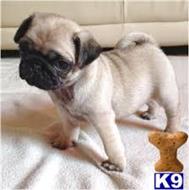 pug puppy posted by nuimaser