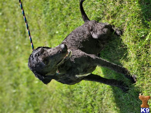 Labradoodle dog