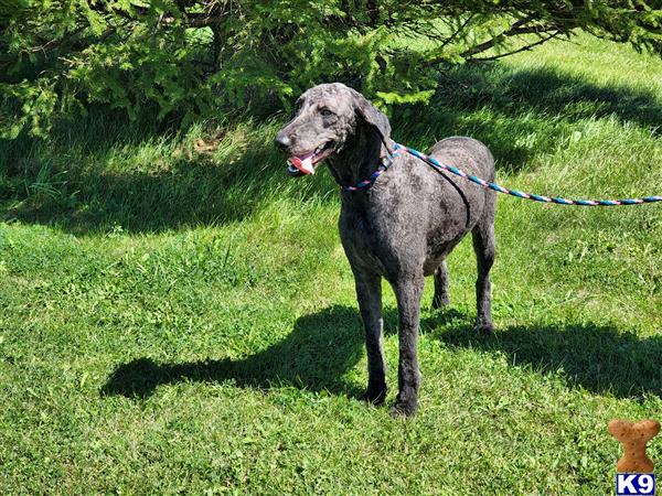 Labradoodle dog