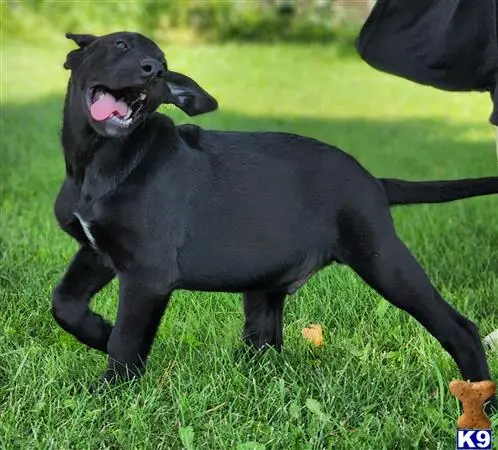 Labrador Retriever puppy for sale