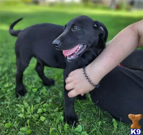 Labrador Retriever puppy for sale