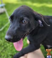 labrador retriever puppy posted by nursebeeker