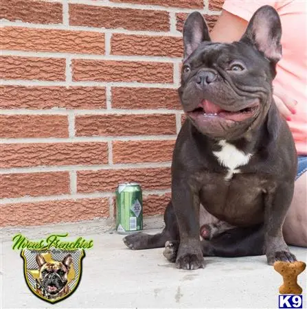 French Bulldog stud dog: a french bulldog dog sitting next to a can