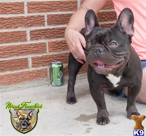 French Bulldog stud dog: a french bulldog dog sitting next to a person