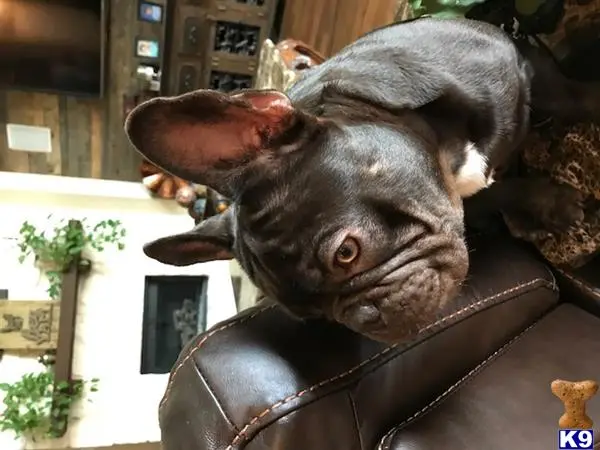French Bulldog stud dog: a french bulldog dog sitting on a chair