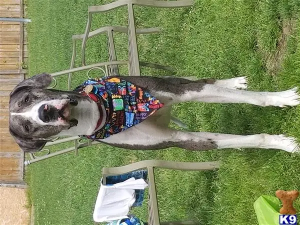 Great Dane stud dog