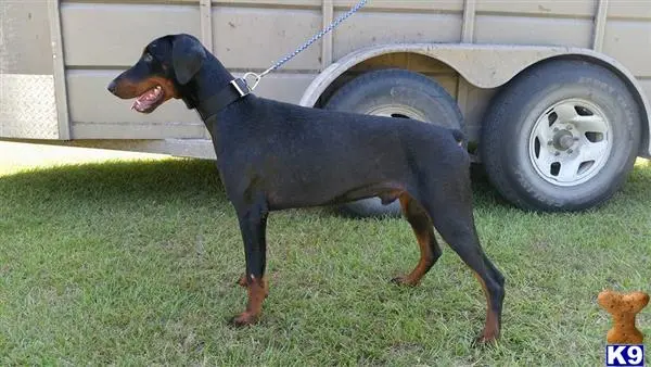Doberman Pinscher stud dog: a doberman pinscher dog wearing a garment