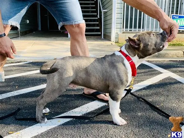 American Bully stud dog