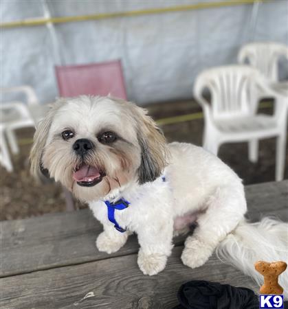 a shih tzu dog sitting on a table