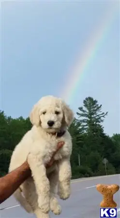 Goldendoodles stud dog