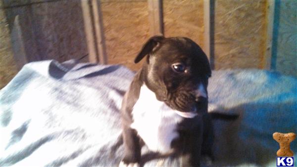 pitbull puppies for sale in nh american pit bull puppy for sale blue gene pit pups 5 years pitbull puppies for sale in nh american pit bull puppy for sale blue gene pit pups 5 years