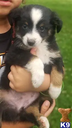 Australian Shepherd puppy for sale
