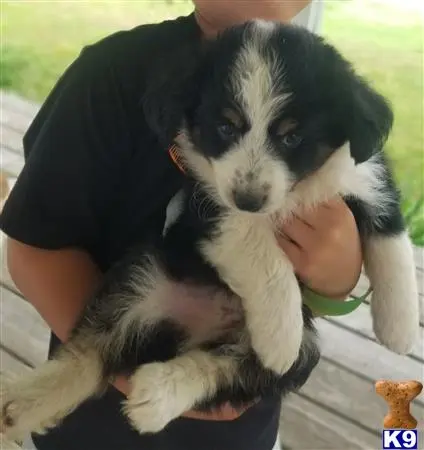 Australian Shepherd puppy for sale