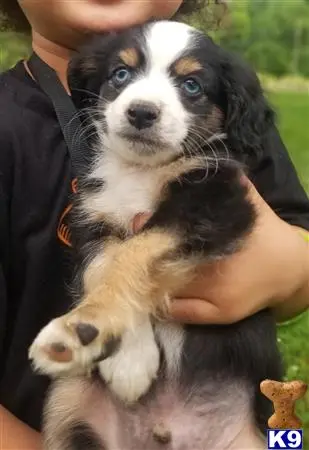 Australian Shepherd puppy for sale