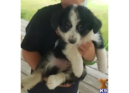 Australian Shepherd