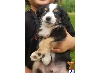 Australian Shepherd