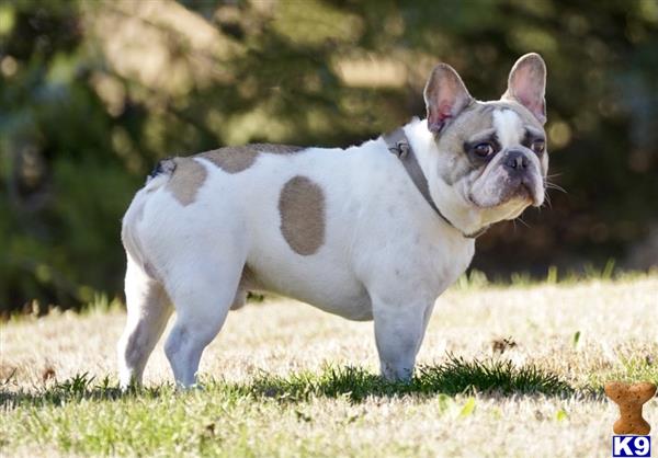 French Bulldog dog