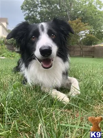 Border Collie stud dog