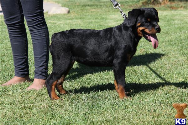 golden retriever puppies for sale in bakersfield ca rottweiler for sale bakersfield photo golden retriever puppies for sale in bakersfield ca rottweiler for sale bakersfield photo