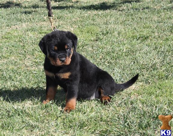 rottweiler puppy posted by obersten