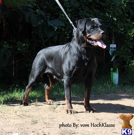 Rottweiler dog