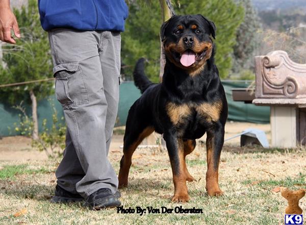 Rottweiler dog