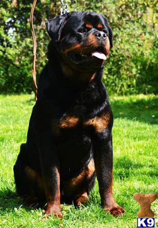 Rottweiler dog