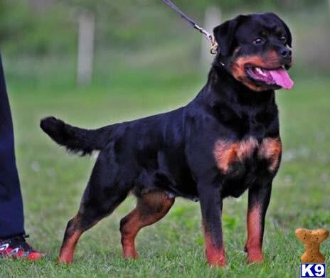 Rottweiler dog