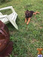 german shepherd puppy posted by obey_robe