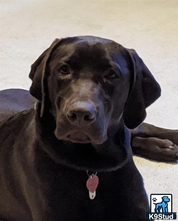 a labrador retriever dog lying on the ground