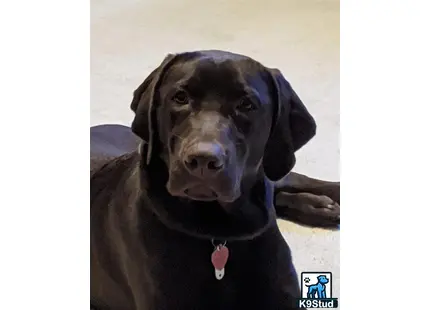 a labrador retriever dog lying on the ground
