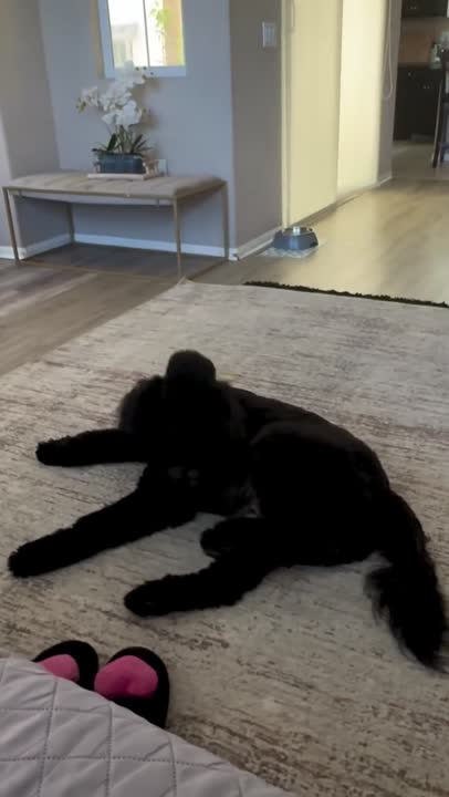Goldendoodles stud dog video